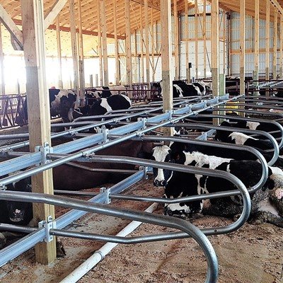 Ekonomické výhody stájí bez krav: Zvýšení výkonnosti produkce a dlouhodobá ná...