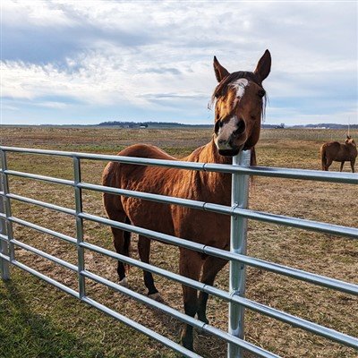 Panely Rodeo Arena